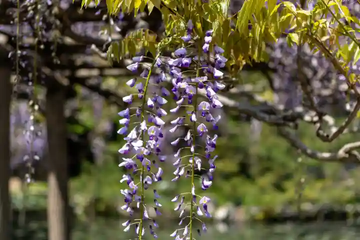 出雲大社神楽殿(島根県)