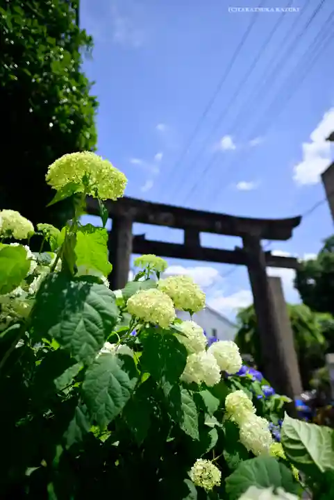 白山神社(東京都)