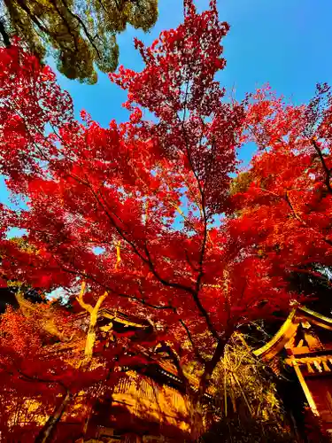 宝満宮竈門神社の自然