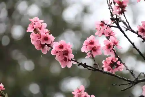 阿久津「田村神社」（郡山市阿久津町）旧社名：伊豆箱根三嶋三社の自然