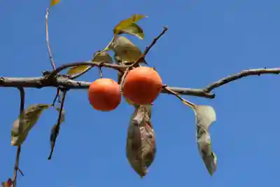 樫本神社（大原野神社境外摂社）(京都府)
