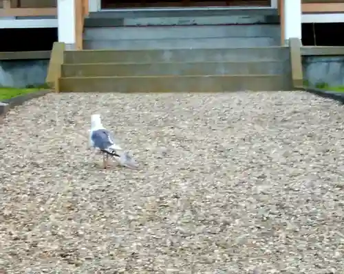 砂原稲荷神社の動物