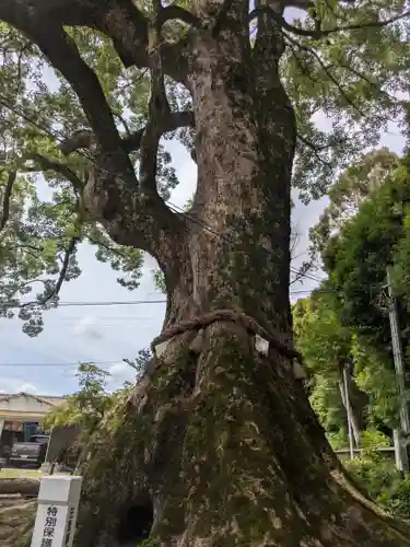 薦神社(大分県)