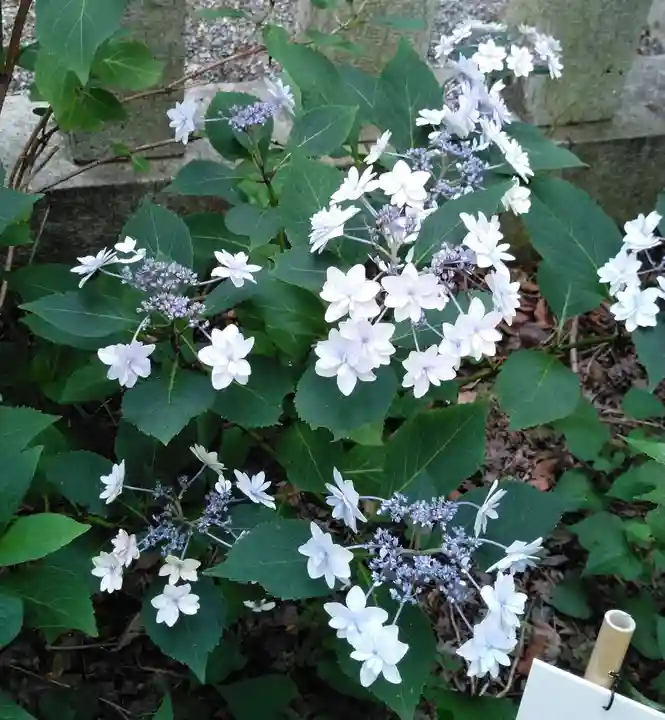 高幡不動尊 金剛寺の自然