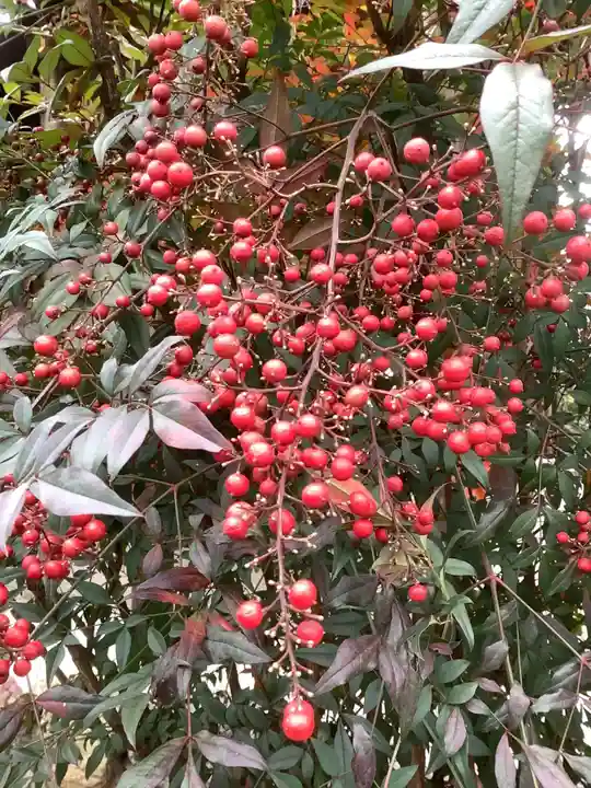 三輪神社の自然