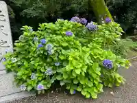 鷲宮神社(埼玉県)