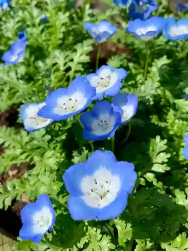 仙台大神宮の自然