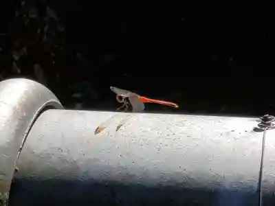 素盞嗚命神社の動物