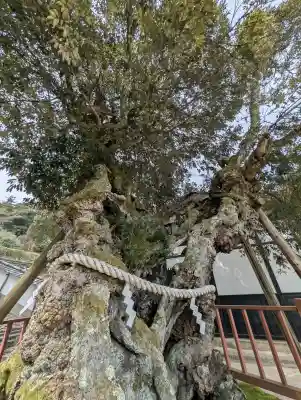 山王宮日吉神社の{uncategorized: "未分類", other: "その他", undefined: "問題あり", building: "その他建物", grave: "お墓", sacred_gate: "鳥居", guardian: "狛犬", statue: "像", buddha: "仏像", history: "歴史", nature: "自然", garden: "庭園", animal: "動物", pagoda: "塔", temizu: "手水舎", mountain_gate: "山門・神門", sanctuary: "本殿・本堂", subordinate: "末社・摂社", art: "芸術", scenery: "景色", jizo: "地蔵", ema: "絵馬", goshuin: "御朱印", omikuji: "おみくじ", items: "授与品その他", amulet: "お守り", goshuincho: "御朱印帳", eats: "食事", festival: "お祭り", votive_dance: "神楽", shichigosan: "七五三参", wedding: "結婚式", experience: "体験その他", initially: "初詣", around: "周辺", anti_infection: "感染症対策"}