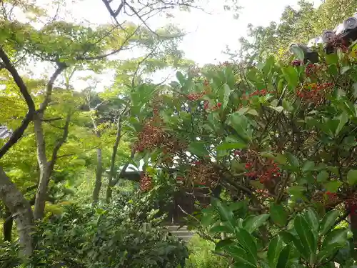 浄光明寺の自然