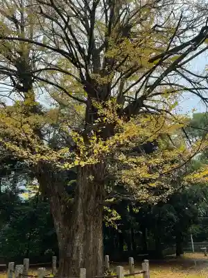 赤坂氷川神社(東京都)