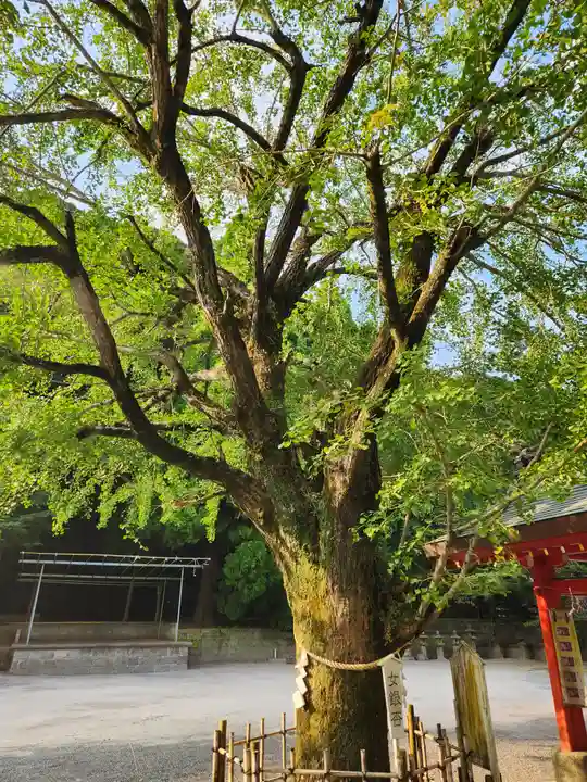 豊玉姫神社の自然