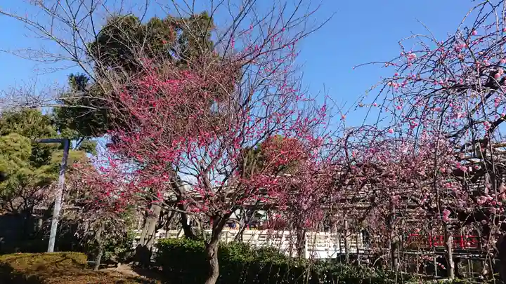 亀戸天神社の自然
