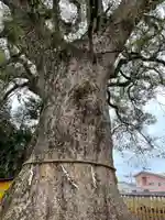 伊勢神明社の自然