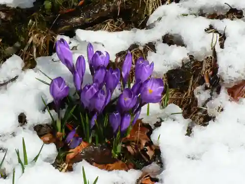 留辺蘂神社の自然