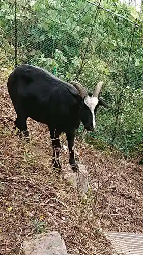 賀茂別雷神社の動物