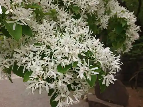 深大寺(東京都)