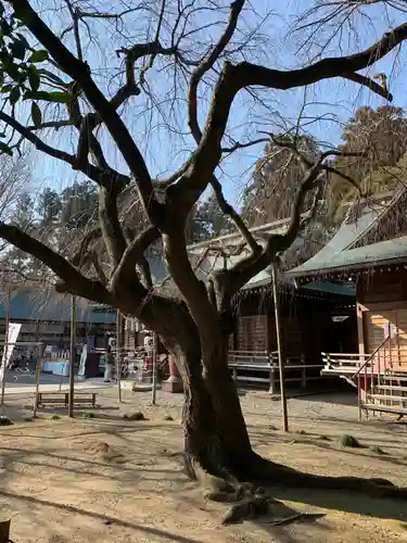 常陸第三宮　吉田神社の自然