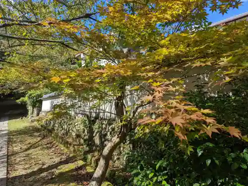 勝持寺（花の寺）の自然