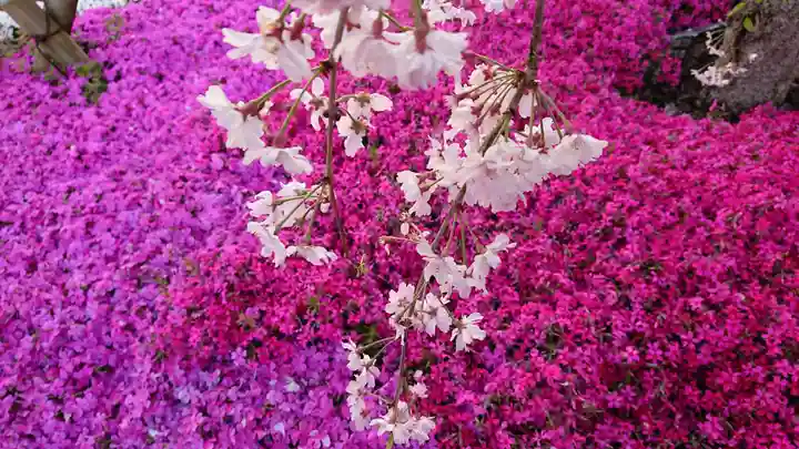 寿量山 速成寺の自然