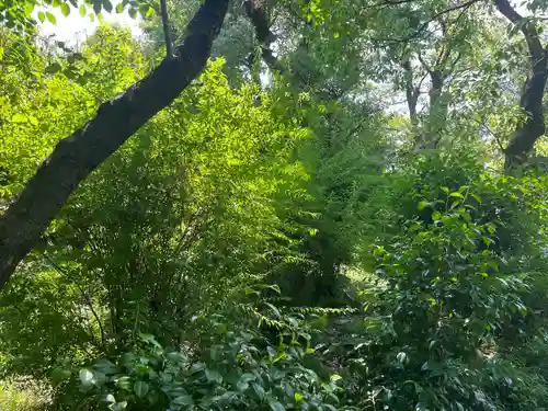 難波大社　生國魂神社の自然