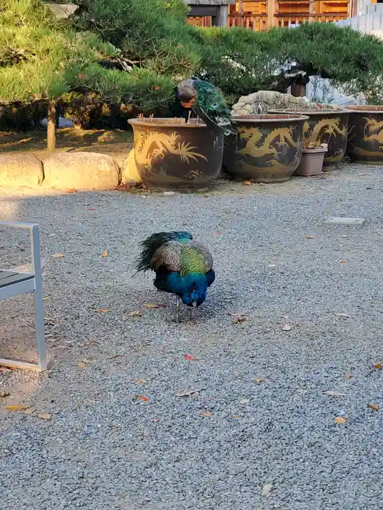楽法寺(雨引観音)(茨城県)