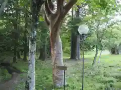 九頭龍神社本宮の自然