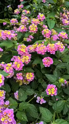 増上寺塔頭 三縁山 宝珠院の自然