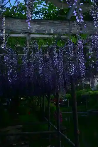 亀戸天神社(東京都)