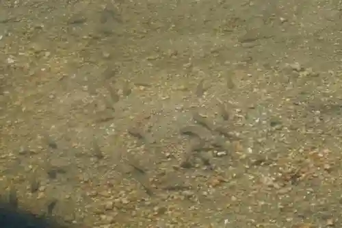 厳島神社の動物