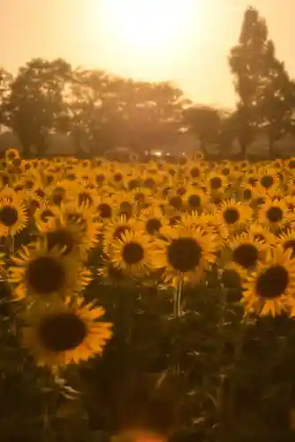 座間神社(神奈川県)