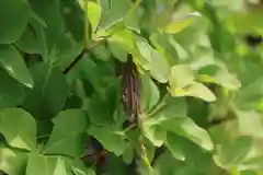 大鏑神社の自然