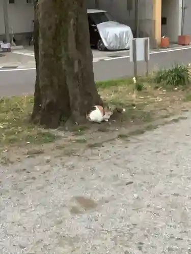 溝旗神社（肇國神社）の動物