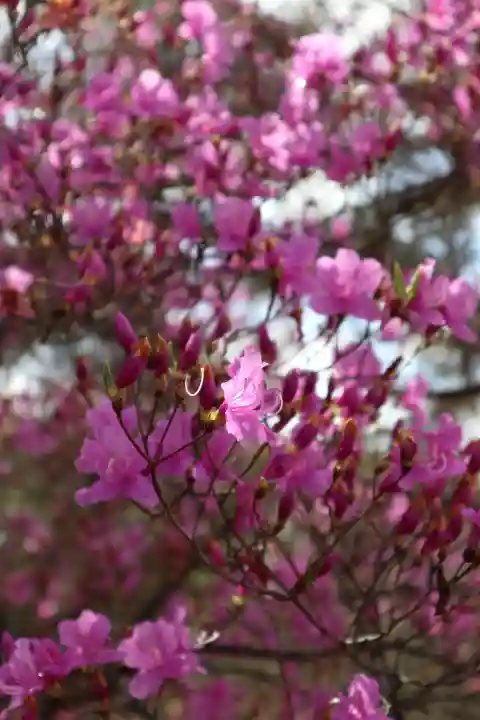 仁和寺の{uncategorized: "未分類", other: "その他", undefined: "問題あり", building: "その他建物", grave: "お墓", sacred_gate: "鳥居", guardian: "狛犬", statue: "像", buddha: "仏像", history: "歴史", nature: "自然", garden: "庭園", animal: "動物", pagoda: "塔", temizu: "手水舎", mountain_gate: "山門・神門", sanctuary: "本殿・本堂", subordinate: "末社・摂社", art: "芸術", scenery: "景色", jizo: "地蔵", ema: "絵馬", goshuin: "御朱印", omikuji: "おみくじ", items: "授与品その他", amulet: "お守り", goshuincho: "御朱印帳", eats: "食事", festival: "お祭り", votive_dance: "神楽", shichigosan: "七五三参", wedding: "結婚式", experience: "体験その他", initially: "初詣", around: "周辺", anti_infection: "感染症対策"}
