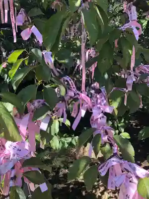 桜神宮の授与品その他