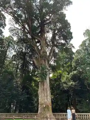 霧島神宮(鹿児島県)