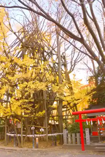 稲毛神社(神奈川県)