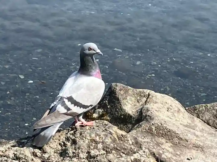 富士山本宮浅間大社の{uncategorized: "未分類", other: "その他", undefined: "問題あり", building: "その他建物", grave: "お墓", sacred_gate: "鳥居", guardian: "狛犬", statue: "像", buddha: "仏像", history: "歴史", nature: "自然", garden: "庭園", animal: "動物", pagoda: "塔", temizu: "手水舎", mountain_gate: "山門・神門", sanctuary: "本殿・本堂", subordinate: "末社・摂社", art: "芸術", scenery: "景色", jizo: "地蔵", ema: "絵馬", goshuin: "御朱印", omikuji: "おみくじ", items: "授与品その他", amulet: "お守り", goshuincho: "御朱印帳", eats: "食事", festival: "お祭り", votive_dance: "神楽", shichigosan: "七五三参", wedding: "結婚式", experience: "体験その他", initially: "初詣", around: "周辺", anti_infection: "感染症対策"}