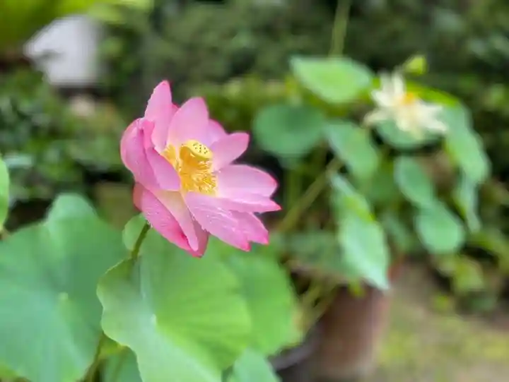 伊勢の国 四天王寺の自然