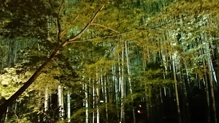 高台寺(高台寿聖禅寺・高臺寺)の自然