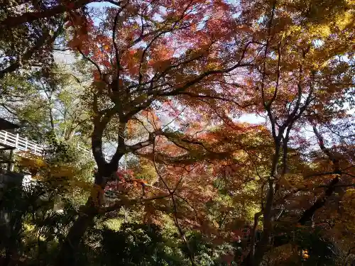 明王院（満願寺別院）の自然