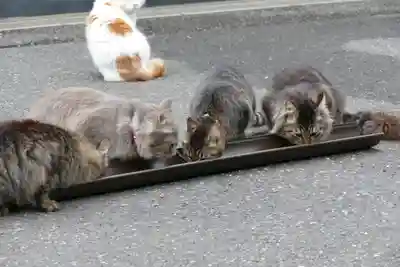 御誕生寺（猫寺）の動物