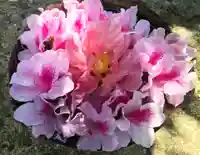 真言宗 善通寺派 薬王寺(香川県)