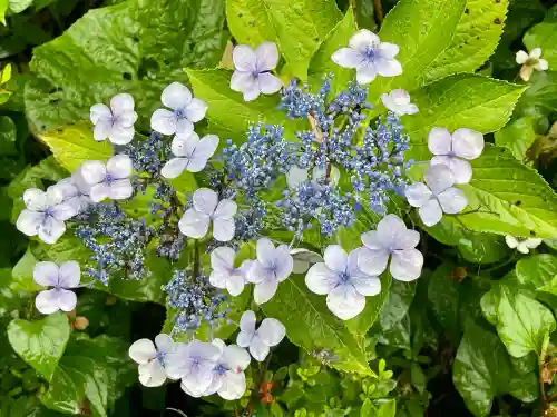 資福寺の{uncategorized: "未分類", other: "その他", undefined: "問題あり", building: "その他建物", grave: "お墓", sacred_gate: "鳥居", guardian: "狛犬", statue: "像", buddha: "仏像", history: "歴史", nature: "自然", garden: "庭園", animal: "動物", pagoda: "塔", temizu: "手水舎", mountain_gate: "山門・神門", sanctuary: "本殿・本堂", subordinate: "末社・摂社", art: "芸術", scenery: "景色", jizo: "地蔵", ema: "絵馬", goshuin: "御朱印", omikuji: "おみくじ", items: "授与品その他", amulet: "お守り", goshuincho: "御朱印帳", eats: "食事", festival: "お祭り", votive_dance: "神楽", shichigosan: "七五三参", wedding: "結婚式", experience: "体験その他", initially: "初詣", around: "周辺", anti_infection: "感染症対策"}
