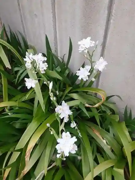 西方山極楽寺(岐阜県)