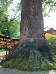 冠稲荷神社の自然