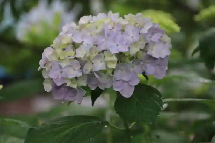 開成山大神宮の自然
