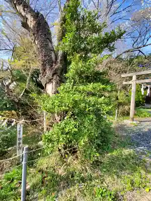 磯部稲村神社(茨城県)