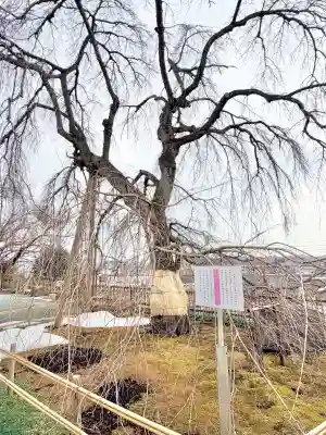 身照寺の{uncategorized: "未分類", other: "その他", undefined: "問題あり", building: "その他建物", grave: "お墓", sacred_gate: "鳥居", guardian: "狛犬", statue: "像", buddha: "仏像", history: "歴史", nature: "自然", garden: "庭園", animal: "動物", pagoda: "塔", temizu: "手水舎", mountain_gate: "山門・神門", sanctuary: "本殿・本堂", subordinate: "末社・摂社", art: "芸術", scenery: "景色", jizo: "地蔵", ema: "絵馬", goshuin: "御朱印", omikuji: "おみくじ", items: "授与品その他", amulet: "お守り", goshuincho: "御朱印帳", eats: "食事", festival: "お祭り", votive_dance: "神楽", shichigosan: "七五三参", wedding: "結婚式", experience: "体験その他", initially: "初詣", around: "周辺", anti_infection: "感染症対策"}