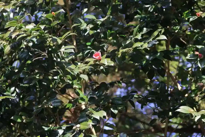 阿久津「田村神社」(郡山市阿久津町)旧社名:伊豆箱根三嶋三社の自然